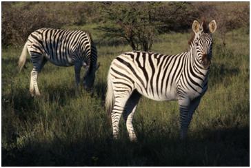 khama rhino sanctuary other animals